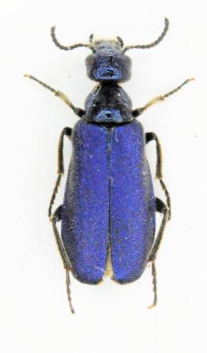 Réf. 237 567 : Cabalia rubriventris
